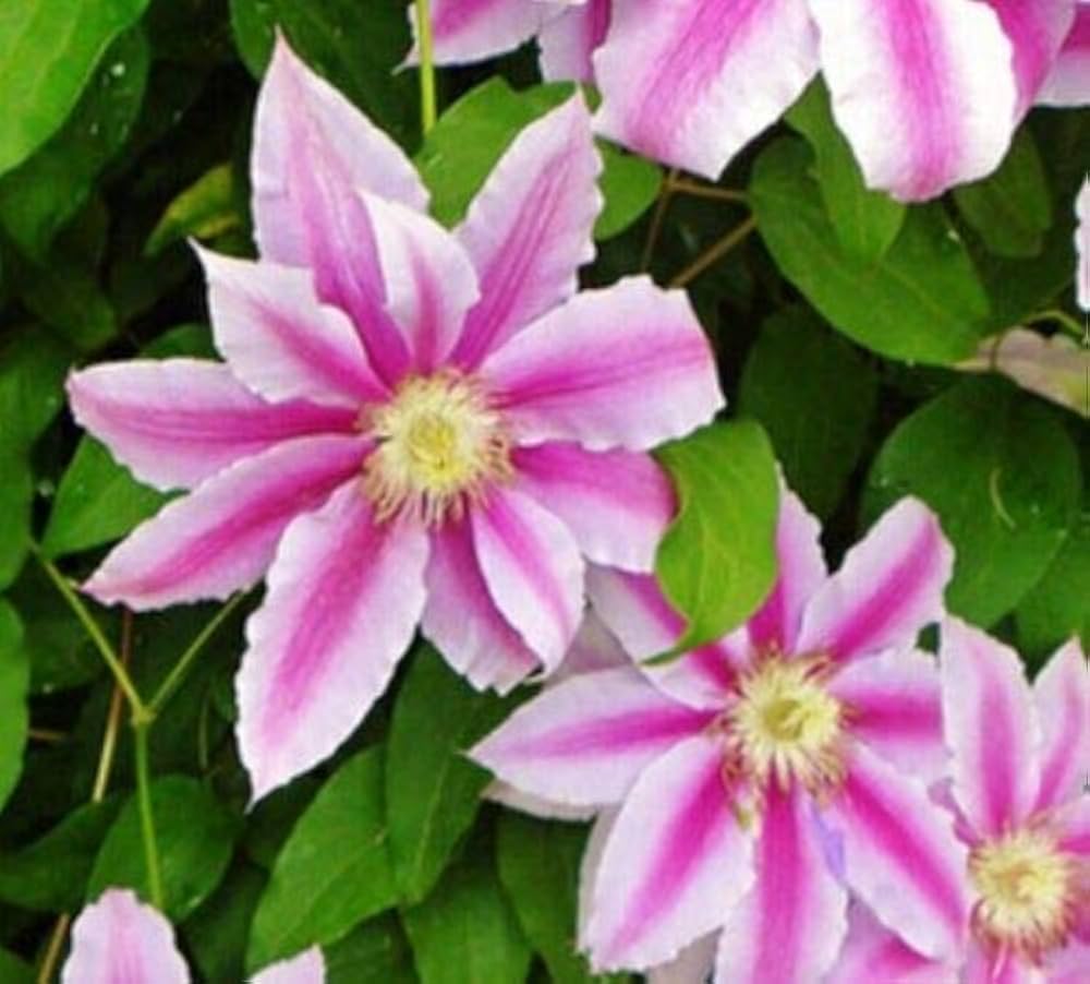 Clematis flower Clematis spp. seeds for planting in vertical garden walls or garden trellises - Dharaseeds