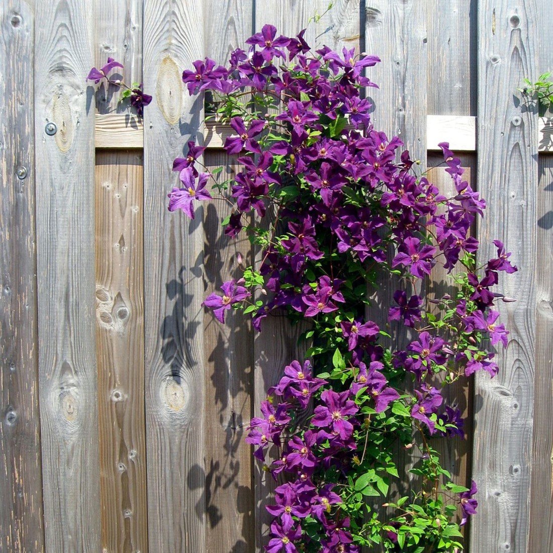 Clematis Small Green Climbing Plant Seeds – Compact Vine with Delicate Flowers