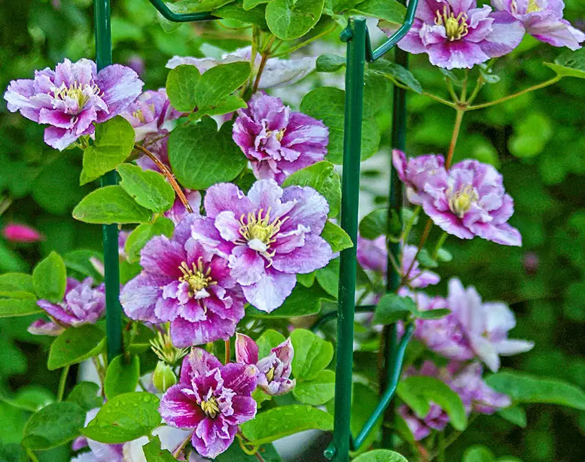 Clematis Small Green Climbing Plant Seeds – Compact Vine with Delicate Flowers