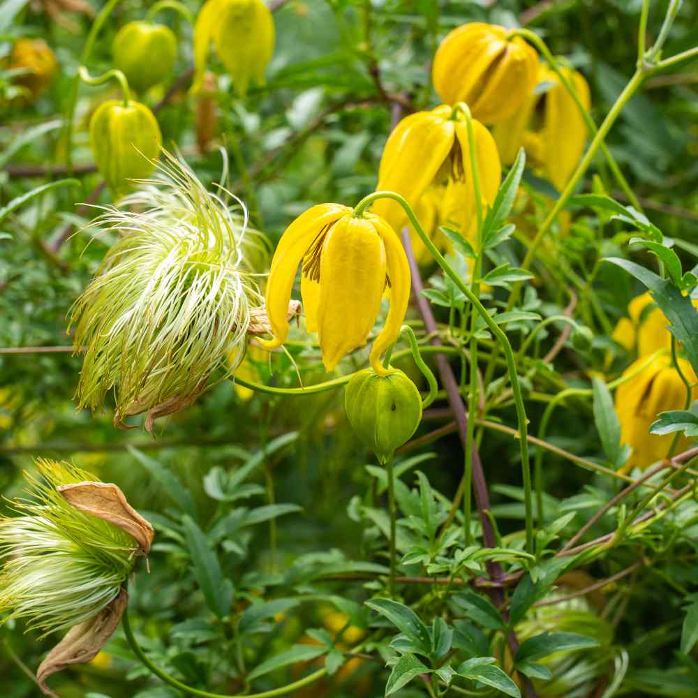 Clematis Climbing Perennial Plant Seeds