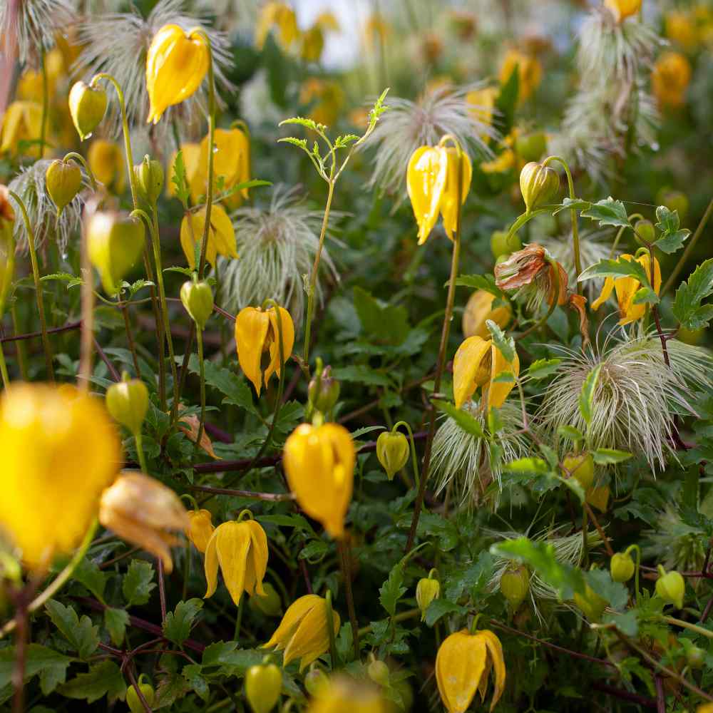 Clematis Climbing Perennial Plant Seeds