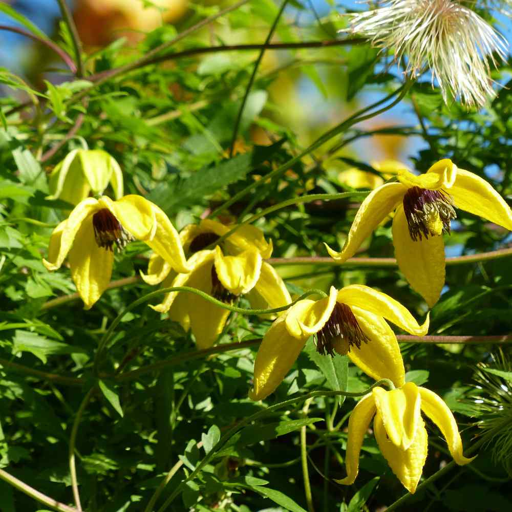 Clematis Climbing Perennial Plant Seeds