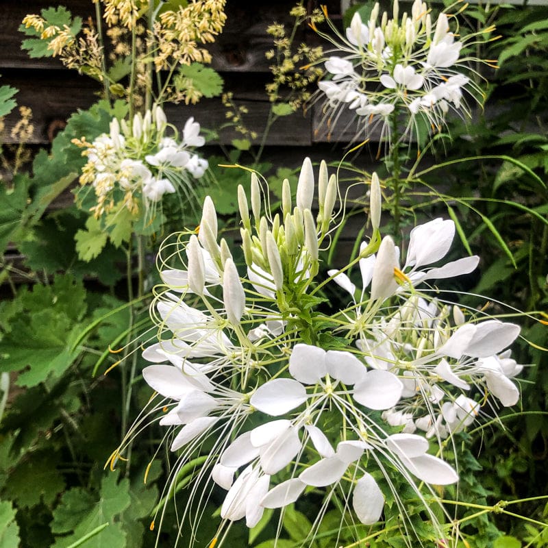Cleome White Queen Flowering Seeds For Planting