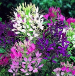 Cleome Open Pollinated heirloom non-gmo organic garden seeds