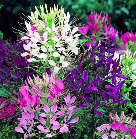 Cleome Open Pollinated heirloom non-gmo organic garden seeds