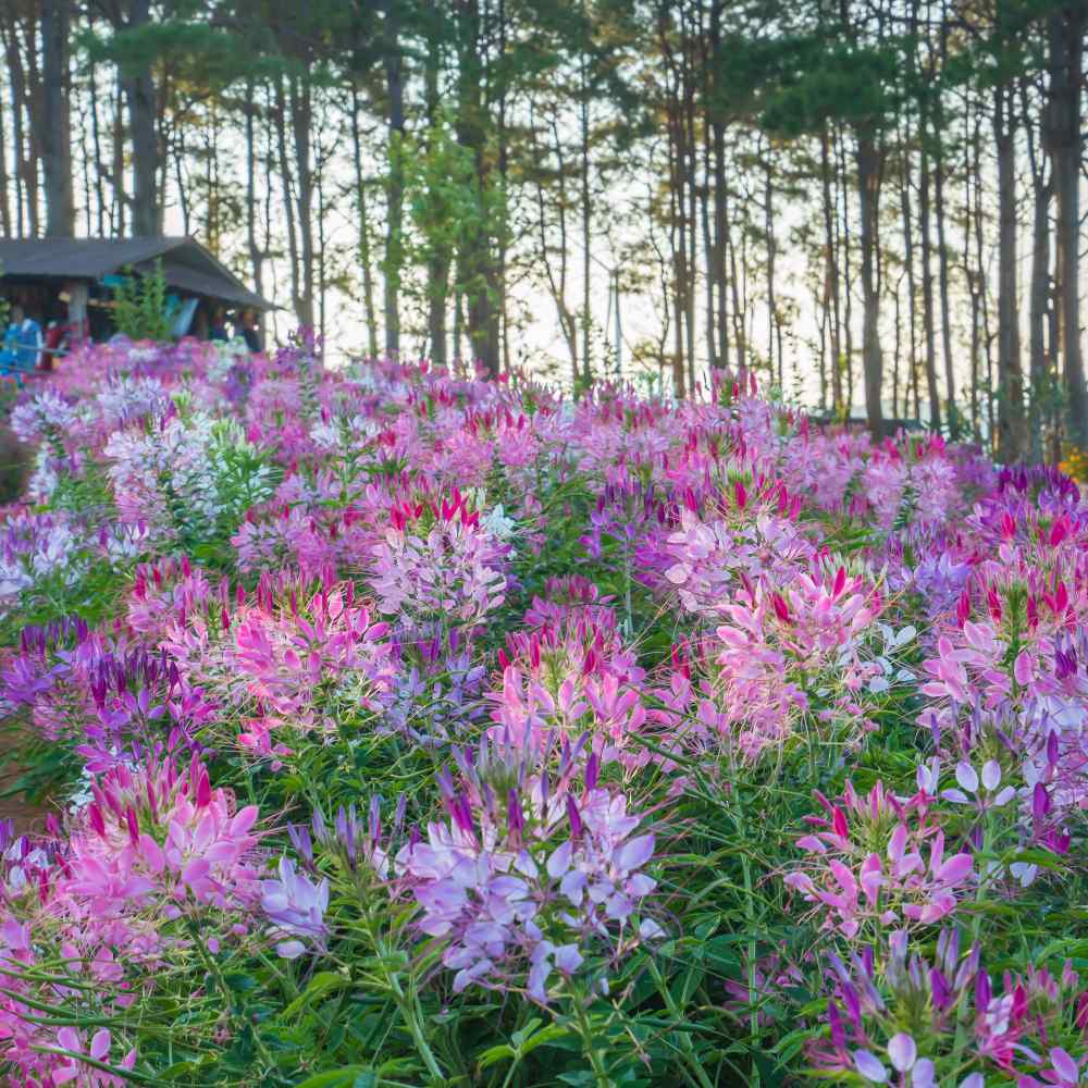 Cleome Mix Colorful Spider Flower Seeds