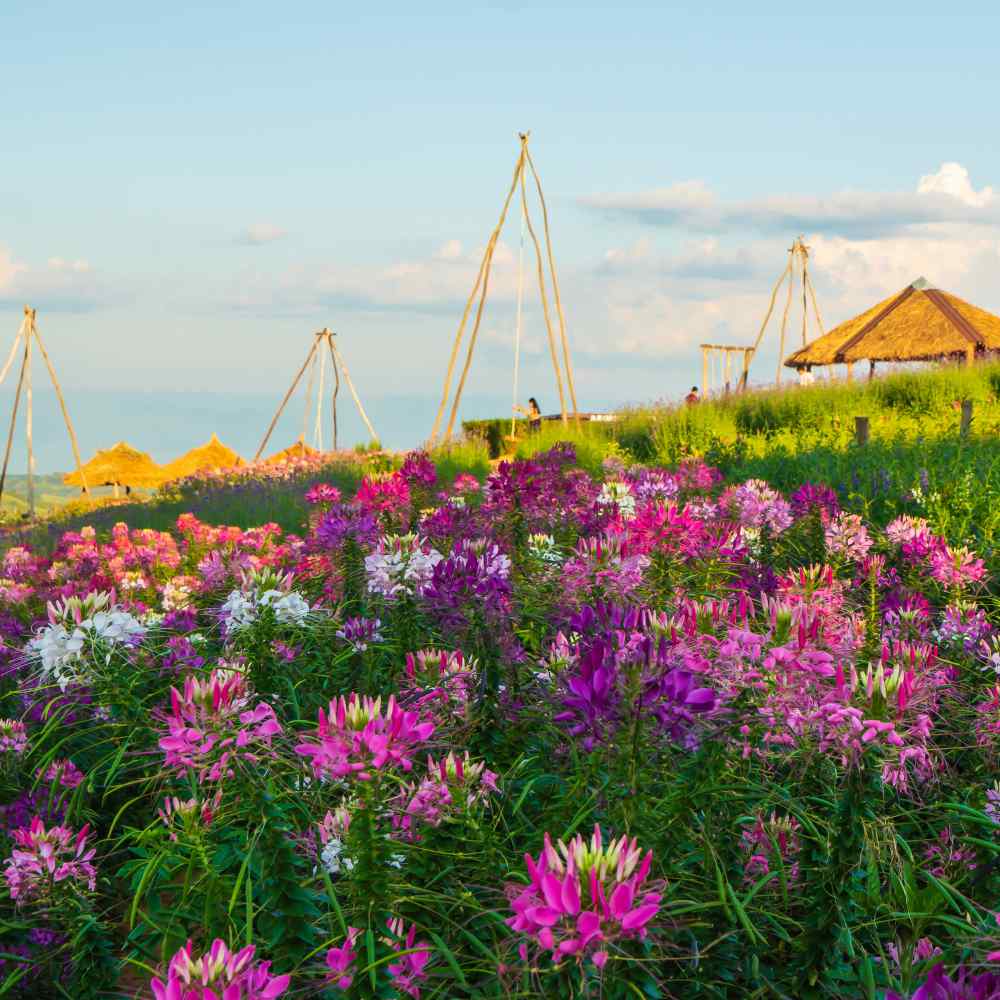 Cleome Mix Colorful Spider Flower Seeds