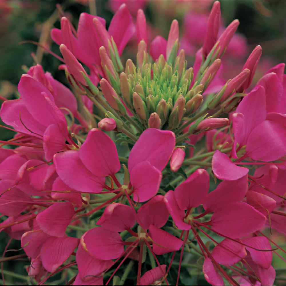 Cleome Rose Soft Pink Spider Flower Seeds