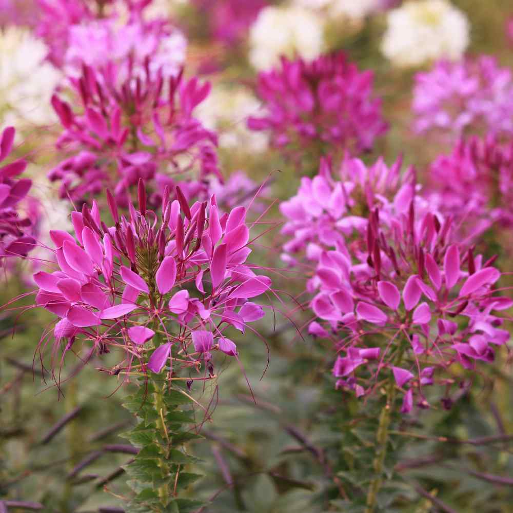 Cleome Violet Spider Flower Seeds