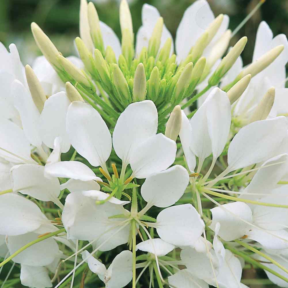 Cleome White Pollinator-Friendly Flower Seeds