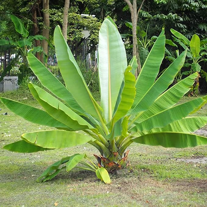 Cliff banana plant seeds exotic tropical foliage seeds
