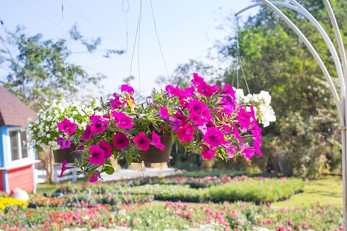 Climbing Morning Glory Seeds – Fast - Growing Vines with Vibrant Blooms - Dharaseeds