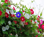 Climbing Morning Glory Seeds – Fast - Growing Vines with Vibrant Blooms - Dharaseeds