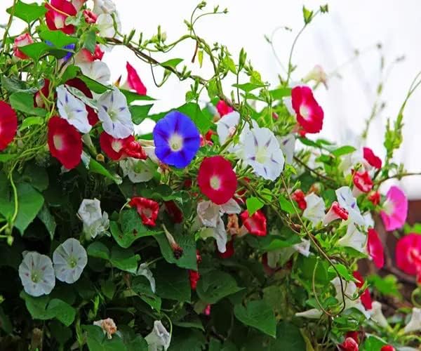 Climbing Morning Glory Seeds – Fast - Growing Vines with Vibrant Blooms - Dharaseeds