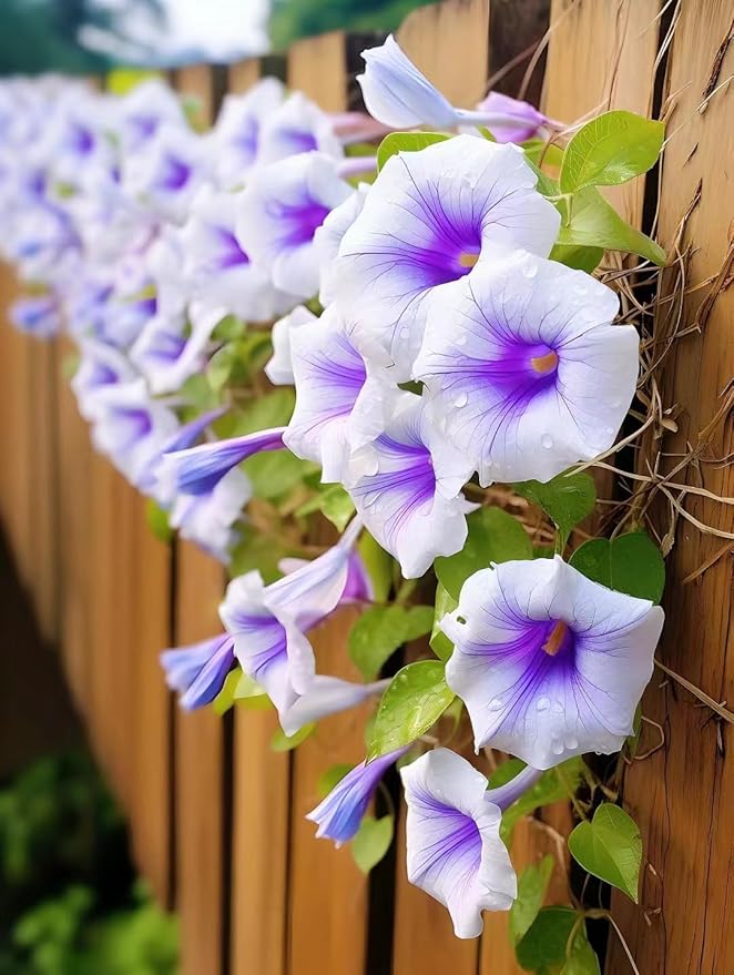 Climbing Morning Glory Seeds – Fast - Growing Vines with Vibrant Blooms - Dharaseeds
