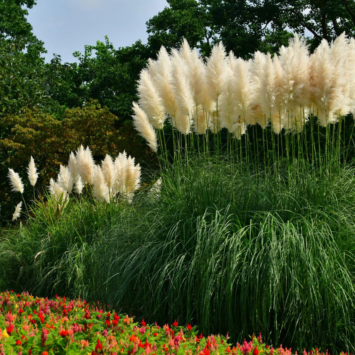 Climbing stone grass seeds for fences and vertical garden