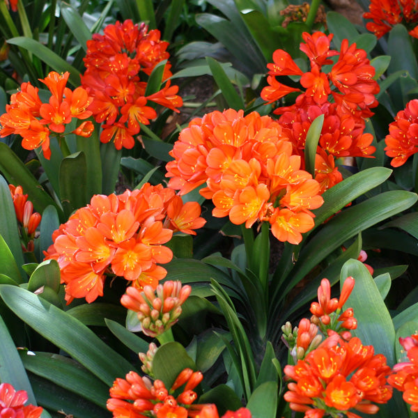 Clivia Miniata Flower Seeds for Planting in Indoor Pots and Shaded Home Garden Areas