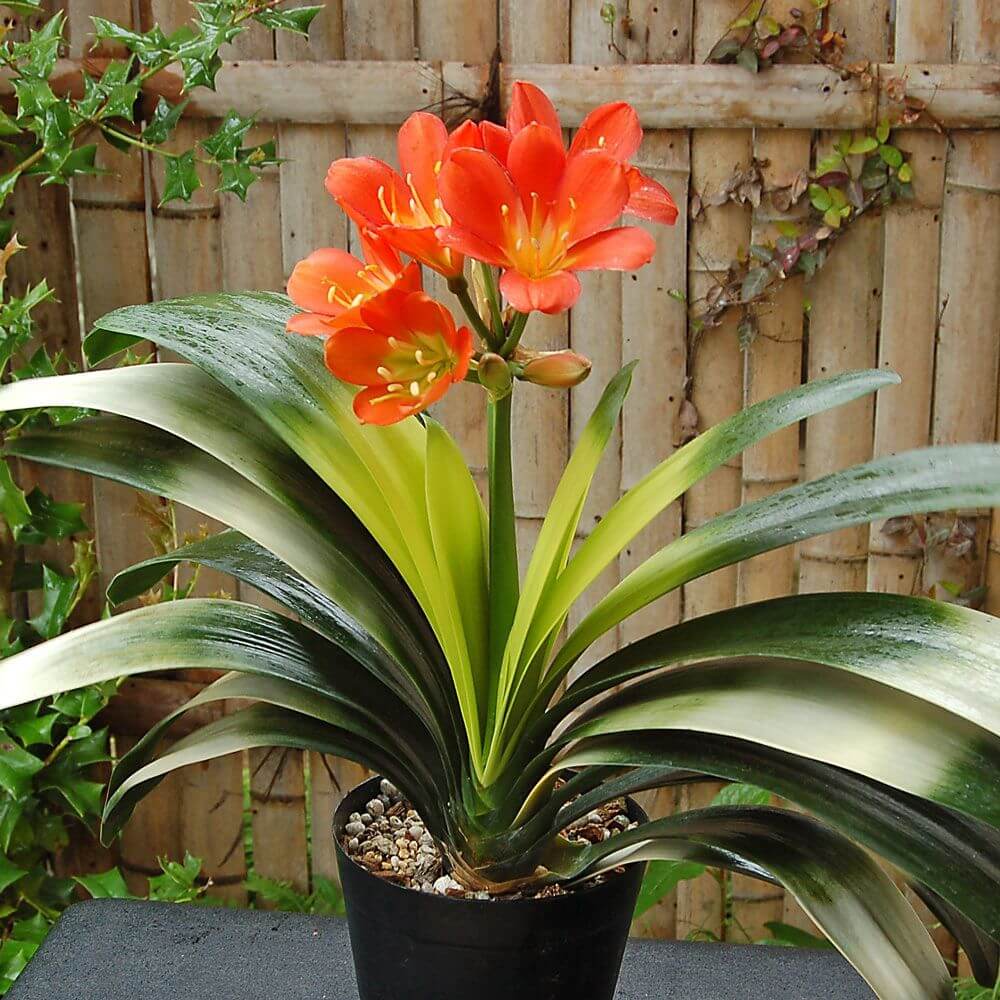 Clivia Miniata Flower Seeds for Planting in indoor pots or shaded home garden spots