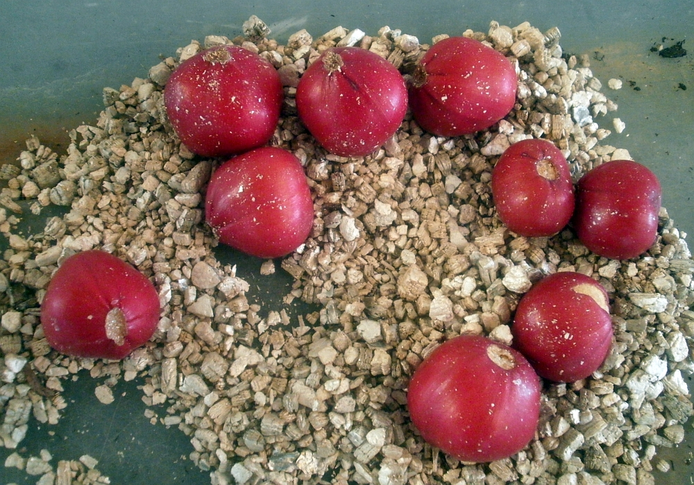 Clivia Clivia miniata flower seeds for planting in indoor pots or shaded garden areas