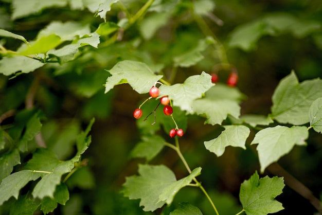 Yunnan Hackberry Fruit Seeds (Celtis yunnanensis / Common Name: Yunnan Hackberry)