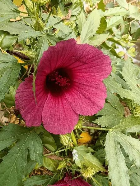 African Rosemallow Flower Seeds – Tropical Hibiscus Variety, Non-GMO Blooms for Garden Borders for planting in home garden