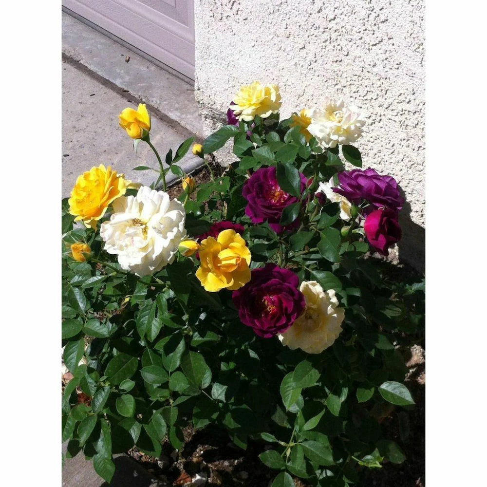 Mixed (Mixed scientific name) for planting in garden
