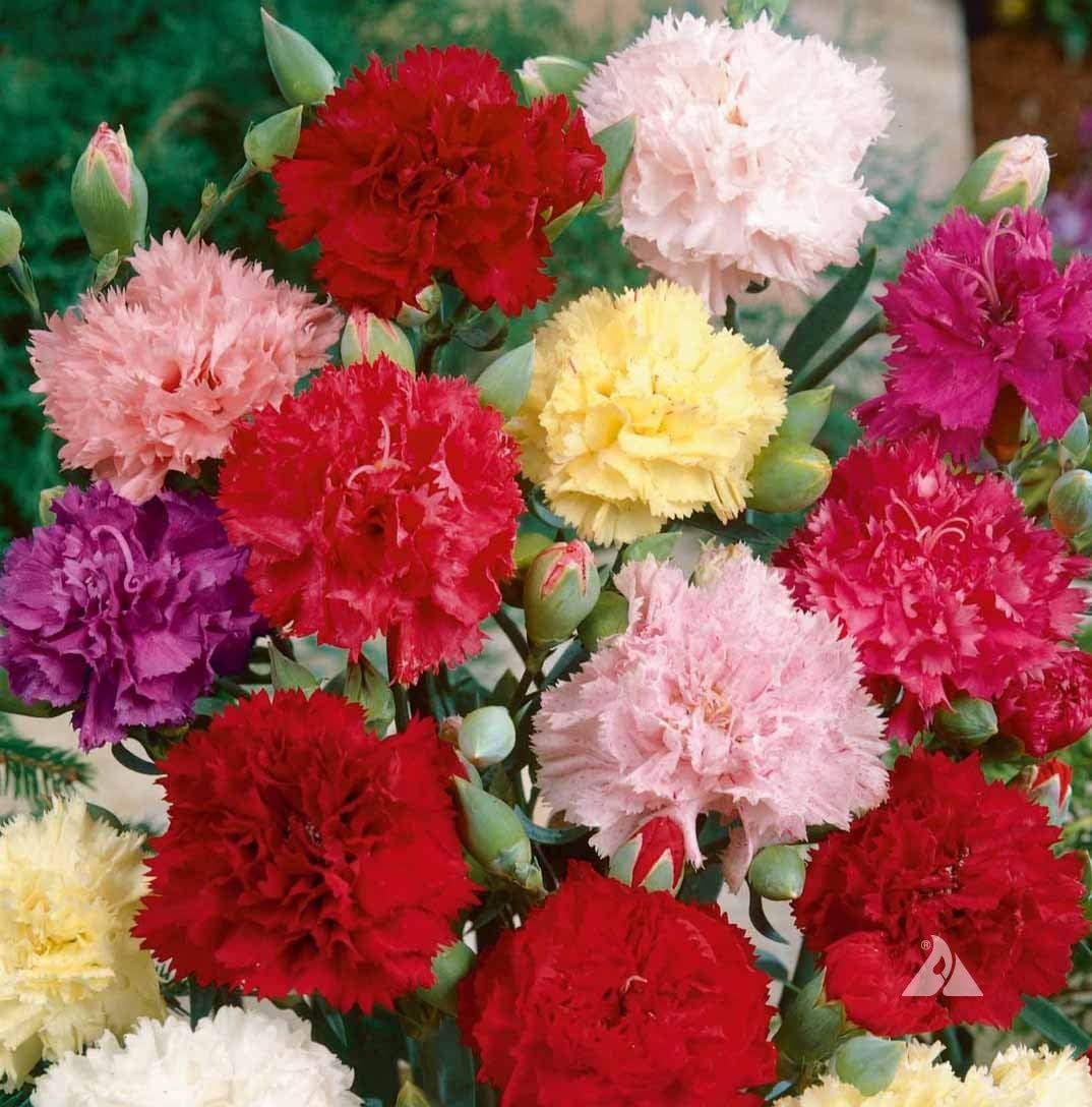 Clove flower Dianthus caryophyllus seeds for planting in home garden or backyard flower beds - Dharaseeds