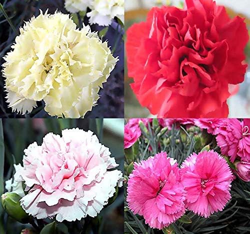 Clove flower Dianthus caryophyllus seeds for planting in home garden or backyard flower beds - Dharaseeds