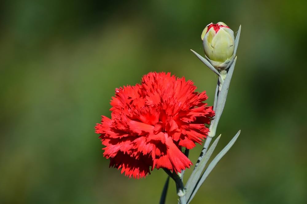 Clove Seeds – Dianthus Caryophyllus for Fragrant Classic Garden Blooms - Dharaseeds