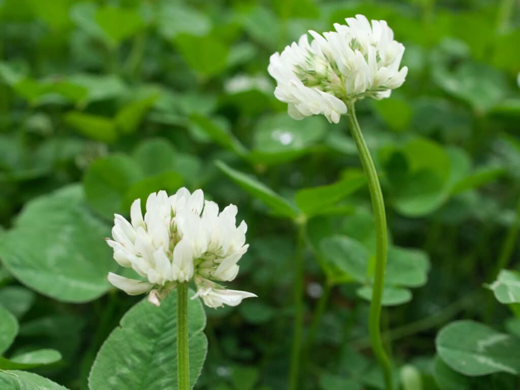 Heirloom Non-GMO Clover Flower Seeds for Planting – Vibrant Pollinator-Friendly Garden Blooms - Non-GMO for planting in home garden