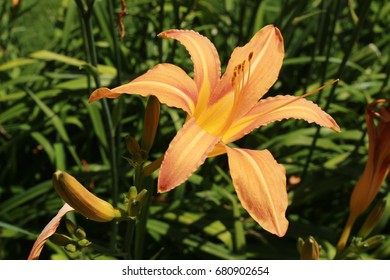 Taglilie Hemerocallis spp Flower Seeds for Planting in Flower Bed