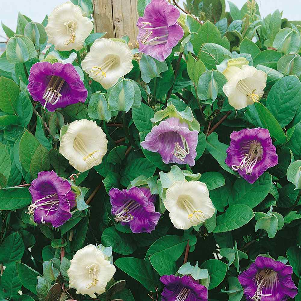 Cobaea Mix Climbing Vine Flower Seeds