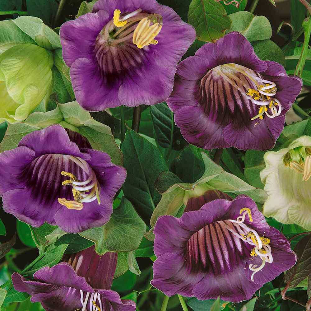 Cobaea Violet Cup and Saucer Vine Seeds