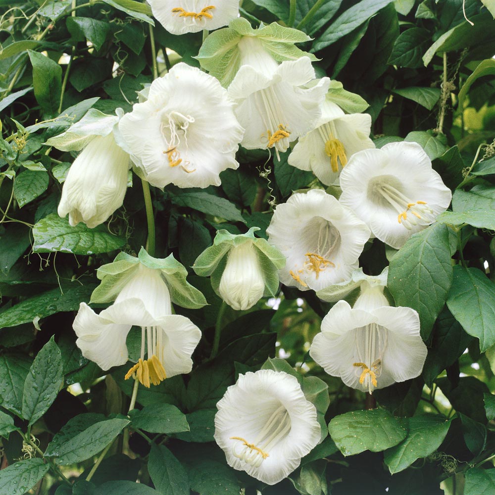 Cobaea White Fragrant Bloom Vine Seeds