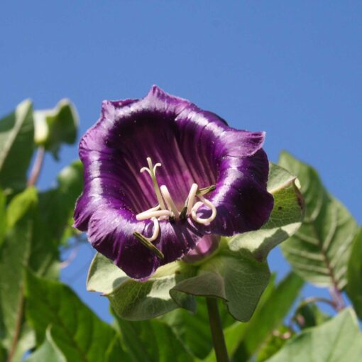 Cobaea Scandens Cup And Saucer Vine heirloom non-gmo garden seeds