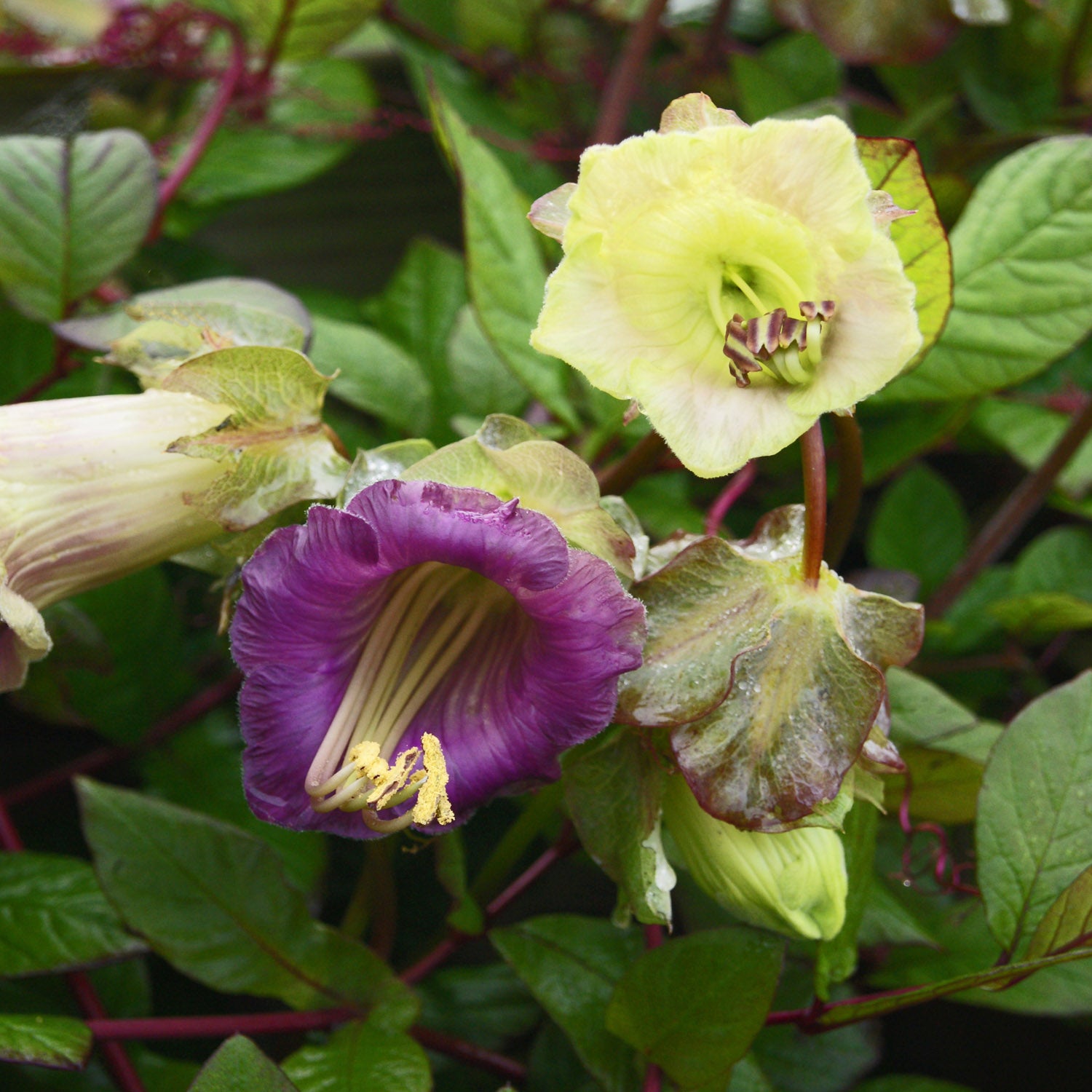 Cobaea Mix Climbing Vine Flower Seeds