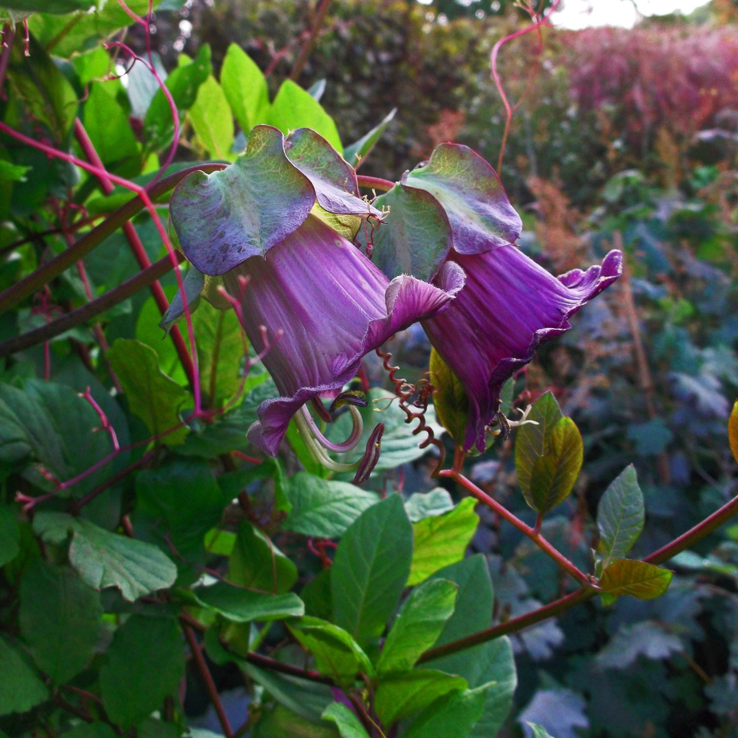 Cobaea Violet Cup and Saucer Vine Seeds