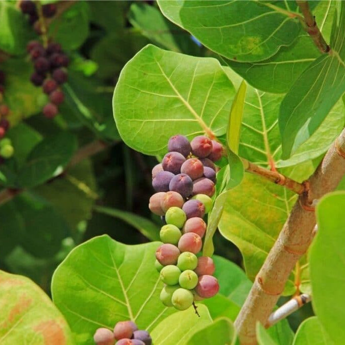 Coccoloba uvifera Seagrape tree seeds for coastal gardens