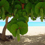 Coccoloba uvifera seeds for tropical garden trees