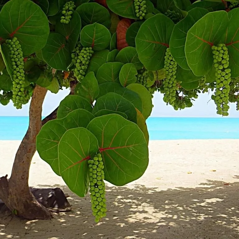 Coccoloba uvifera seeds for tropical garden trees