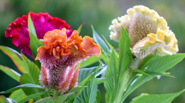 Celosia Amigo Mix Seeds for Colorful Garden Flowers