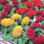 Cockscomb Dwarf Cristata Open Pollinated heirloom non-gmo organic garden seeds