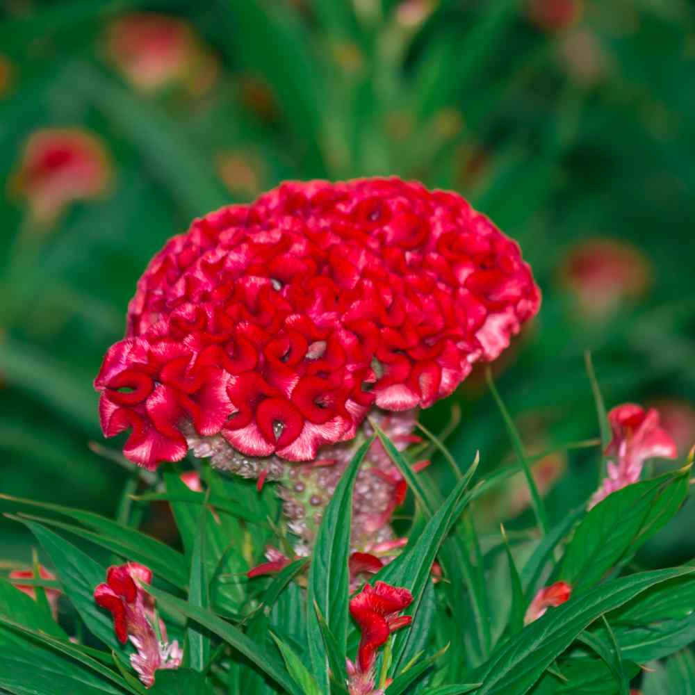 Cockscomb Carmine Celosia Flower Seeds