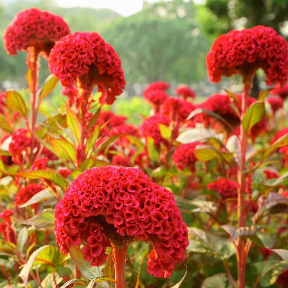 Cockscomb Carmine Celosia Flower Seeds