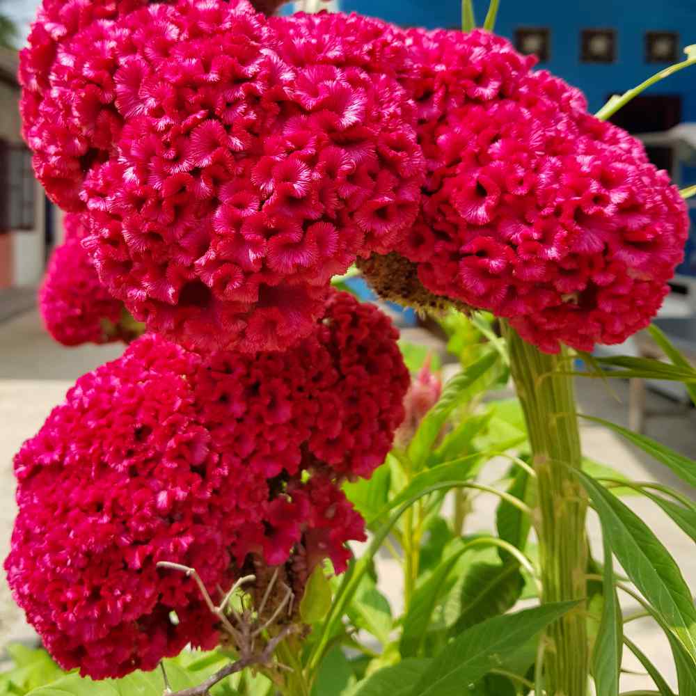 Cockscomb Carmine Celosia Flower Seeds