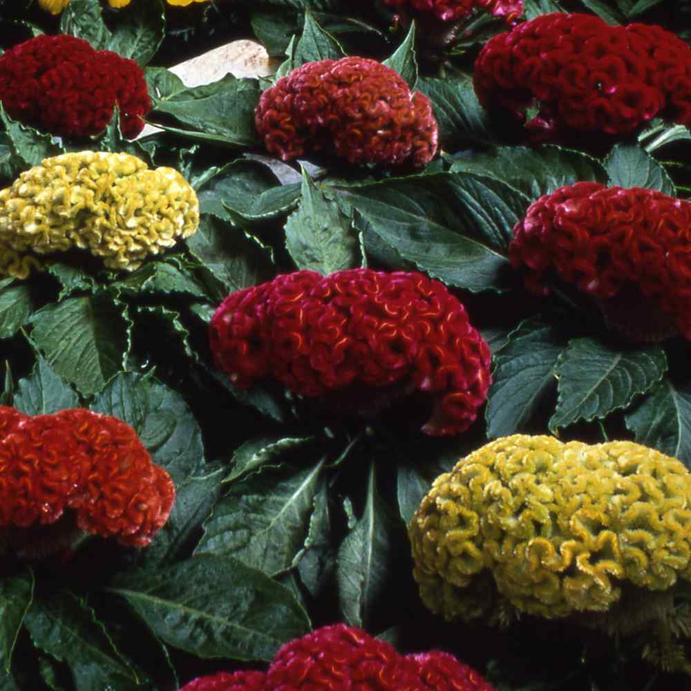 Cockscomb Mix Colorful Bloom Flower Seeds