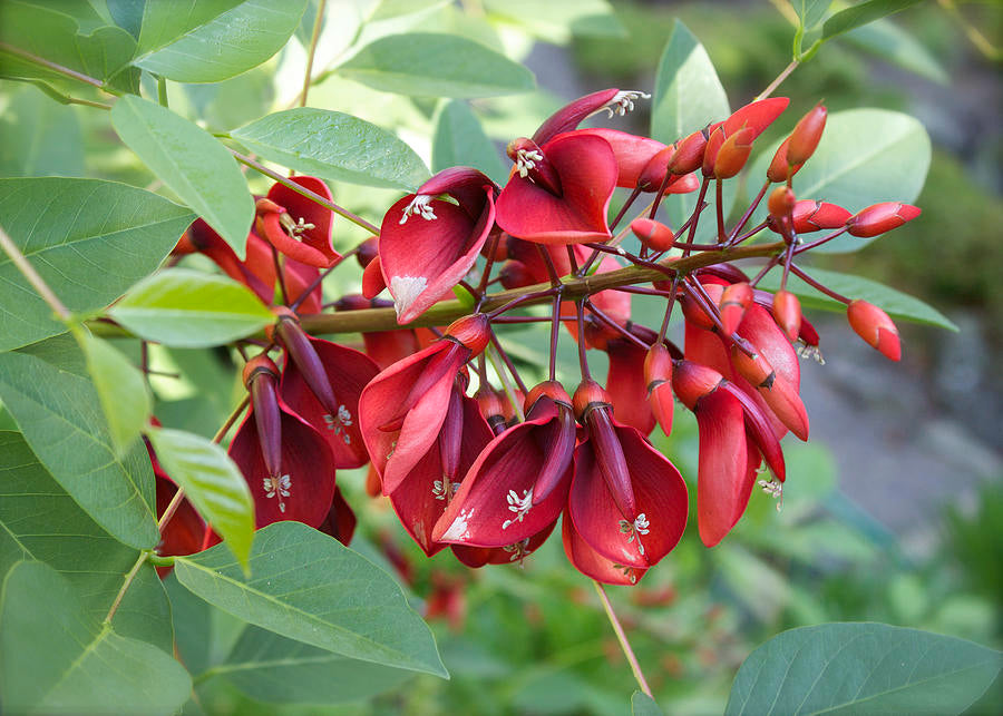 Cockspur Coral Tree