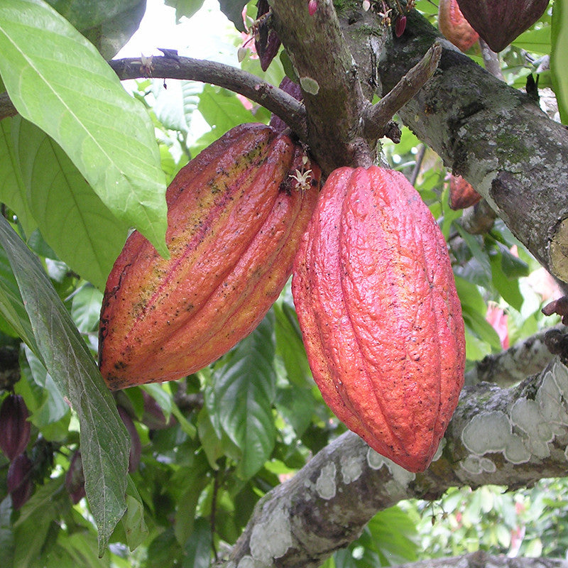 Cacao Tree Seeds (Theobroma cacao)