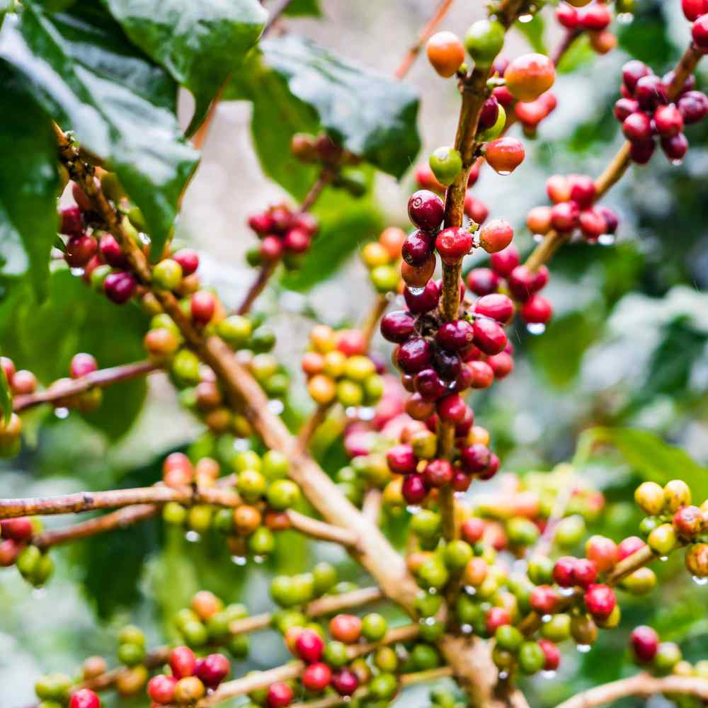 Coffea Arabica Coffee Plant Seeds