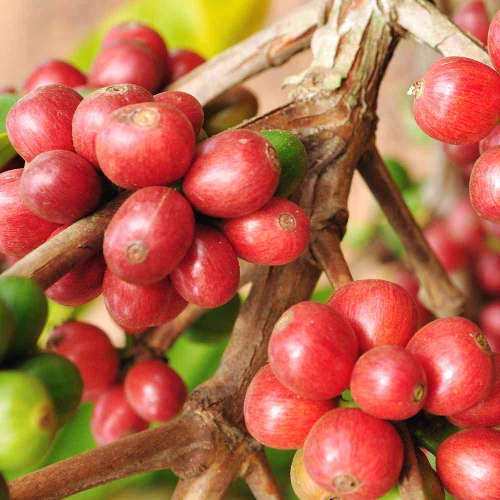 Coffea Arabica Coffee Plant Seeds